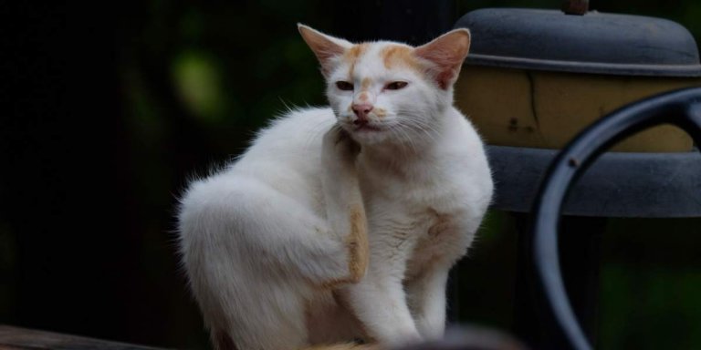 Atopic Dermatitis in Cats: Causes, Symptoms & Treatment