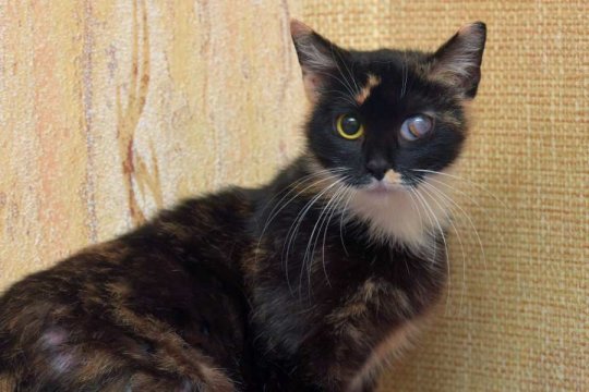 Glaucoma in Cats: Causes, Symptoms & Treatment