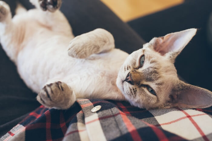 An image depicting a group of charming Devon Rex cats