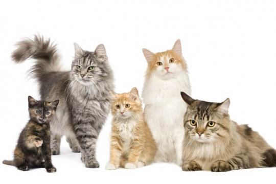 Advantage Multi for Cats: Dosage, Safety & Side Effects