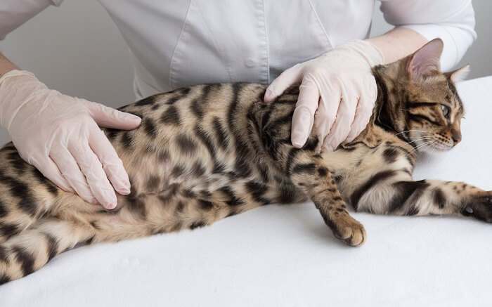 A close-up image of a roundworm on a cat's stomach, highlighting the parasite's presence.