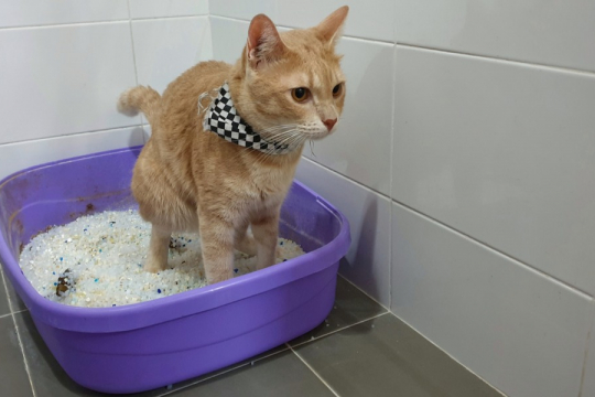 Diarrhea in Cats: Causes, Symptoms, and Treatment