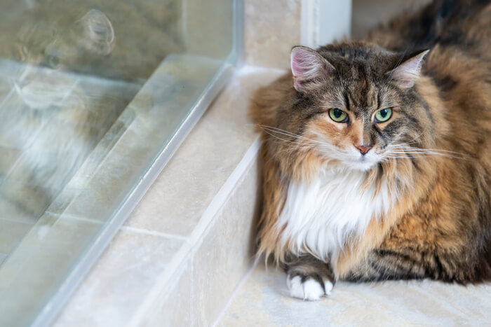 Cat lying on tile to stay cool