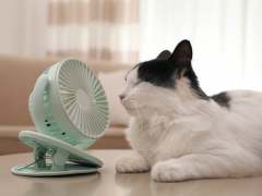 Cat fan