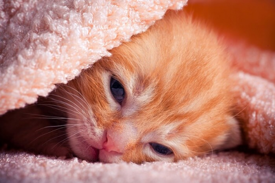 Eye Diseases in Neonatal Kittens: Causes, Symptoms, & Treatment