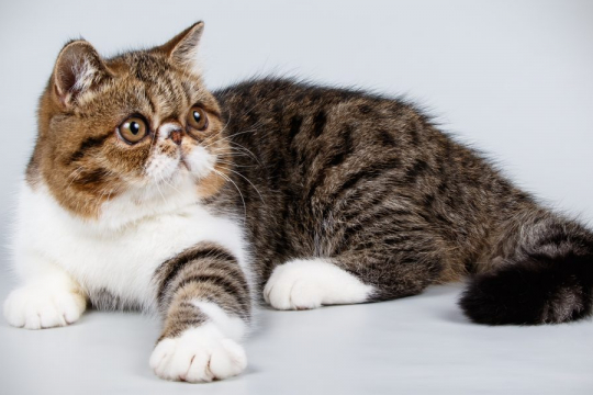101 Wild And Exotic Cat Names