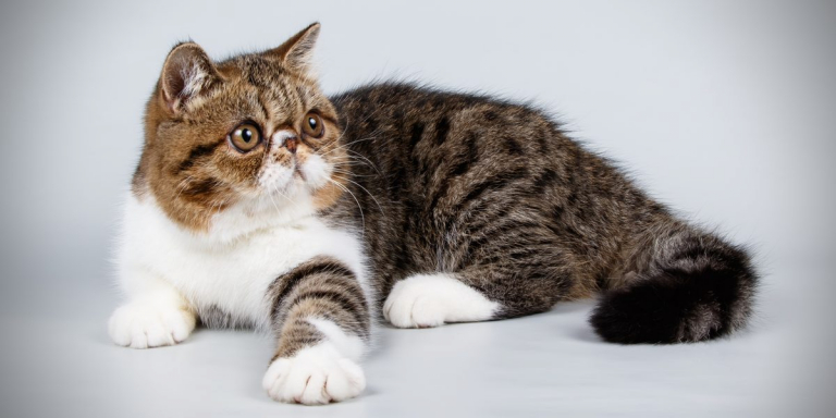 101 Wild And Exotic Cat Names