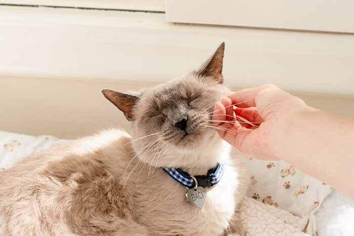 Person scratching a cat's cheek.