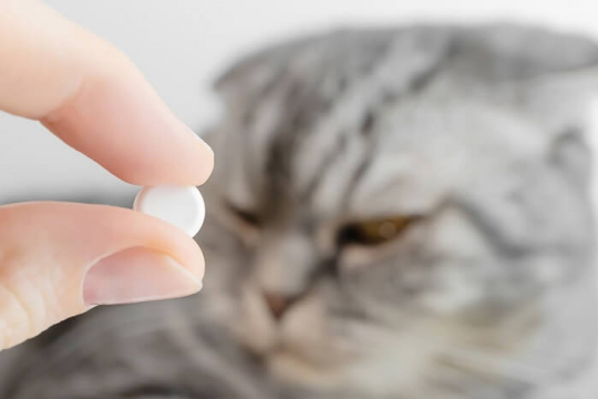 Aspirin Poisoning in Cats: Causes, Symptoms, & Treatment