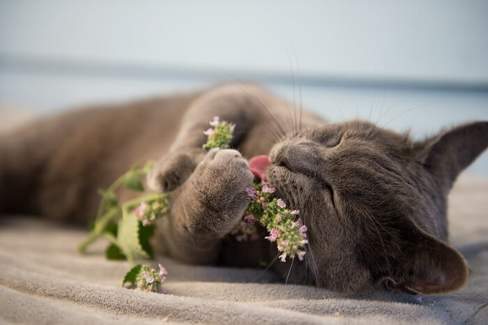 Image capturing a cat's interaction with catnip, displaying the playful and sometimes euphoric response that many felines exhibit when exposed to this aromatic herb