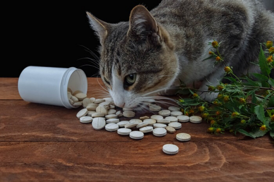 Tylenol Poisoning in Cats: Overview, Symptoms, & Treatment
