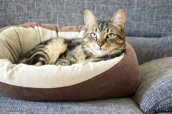 Cat in a bed.