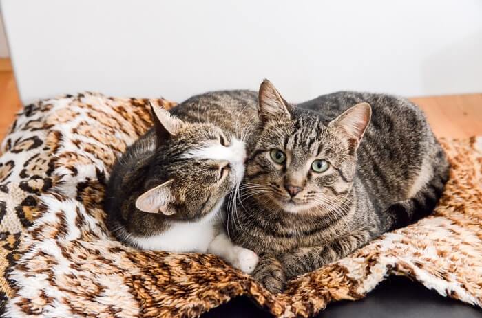 Two cats snuggling and grooming