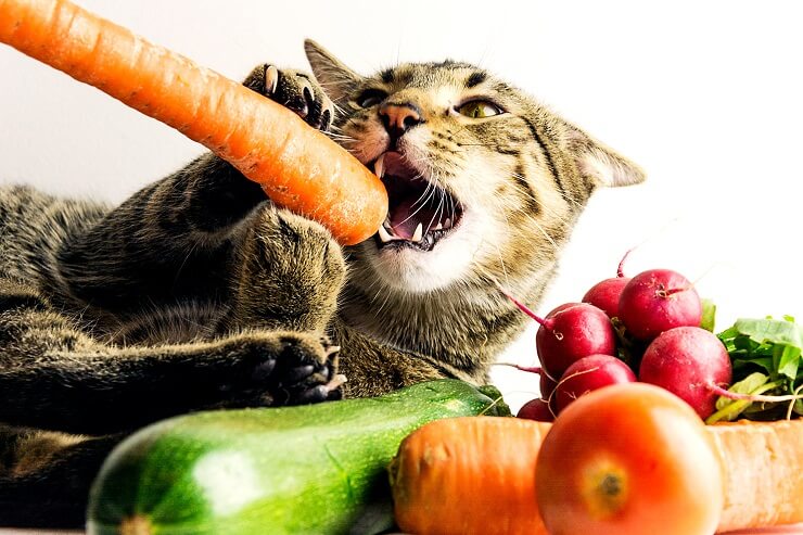 Cat happily munching on a carrot