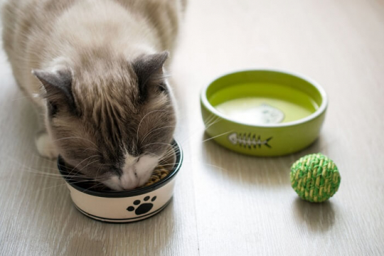 Elimination Diets For Cats: What You Need To Know?