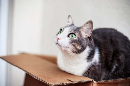 Moving Cats to a New Home: A Step-By-Step Guide