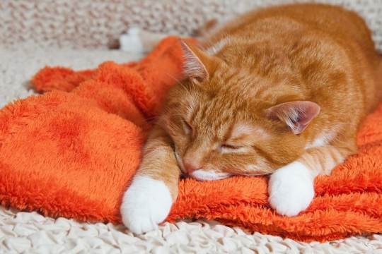 Carbon Monoxide Poisoning in Cats: Causes, Symptoms, & Treatment