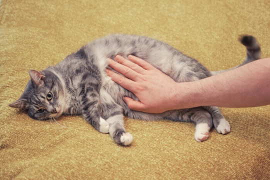 Stomach Cancer in Cats: Causes, Symptoms & Treatment​