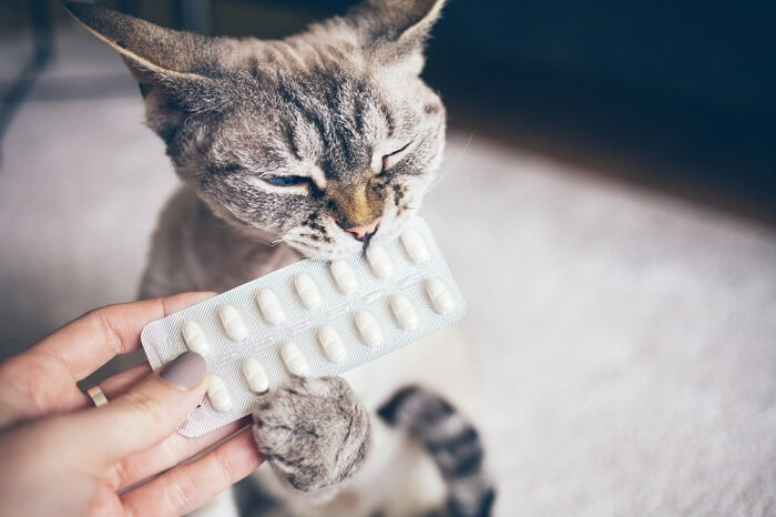 human hand holding supplement in front of cat