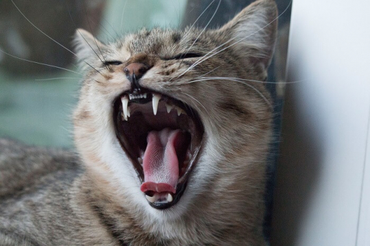 Cavities in Cats: Causes, Symptoms, & Treatment