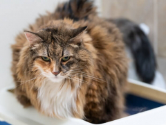 Photograph of a concerned-looking cat experiencing constipation.