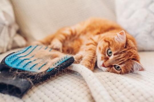 Hair Loss in Cats: Causes, Symptoms, & Treatment