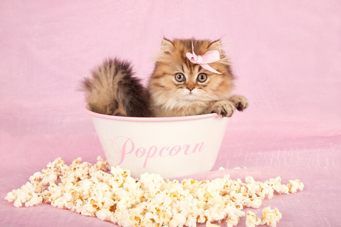 Adorable scene featuring a curious kitten investigating a bowl of popcorn. 