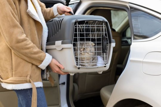 Car Sickness and Motion Sickness in Cats