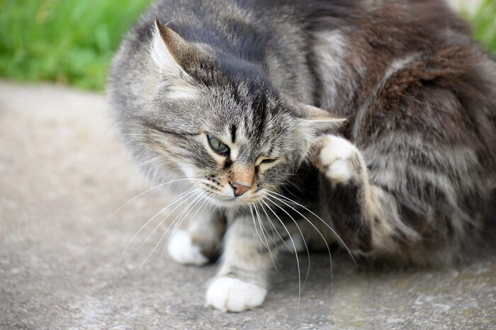 gray cat scratching itselft