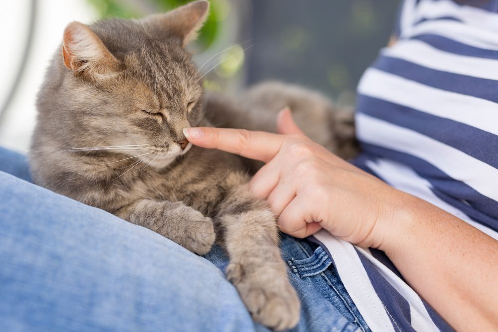 cat lying on its owner's lap