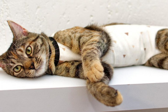 Early-Age Spaying & Neutering of Cats