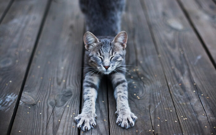 Image of a cat stretching its body, showcasing its flexibility and the natural behavior of stretching after rest.