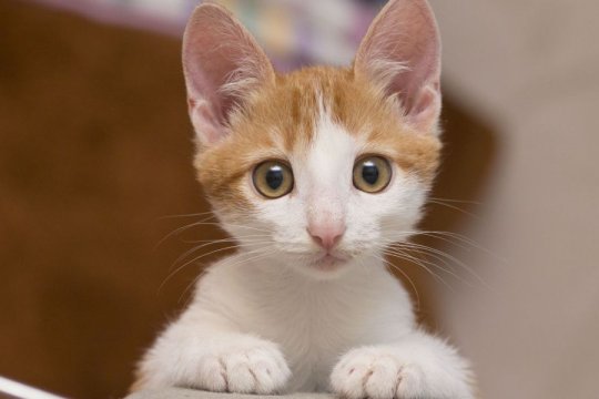 101 Pun Cat Names That Will Make You Laugh