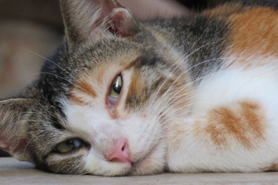 Brain Tumors in Cats: Causes, Symptoms, & Treatment