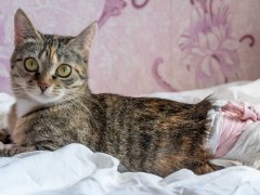 Best Cat Diapers