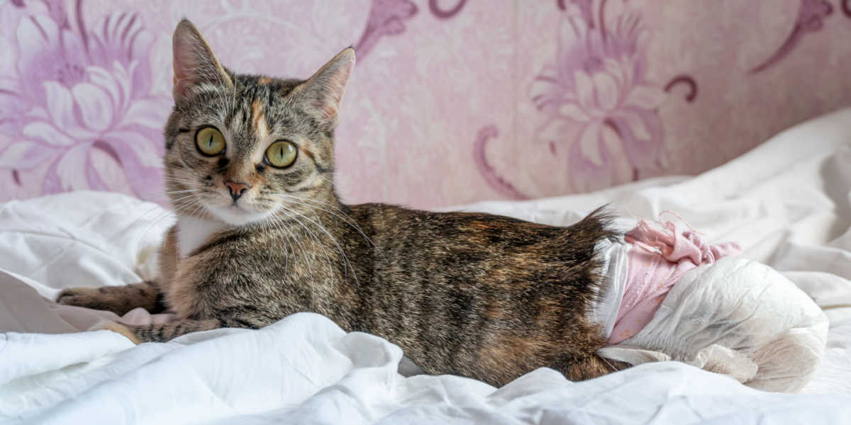 Best Cat Diapers