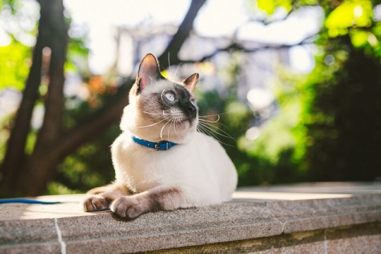 Bone Cancer in Cats (Osteosarcoma): Causes, Symptoms, & Treatment
