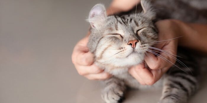 Dos and Don’ts of Petting a Fearful Cat