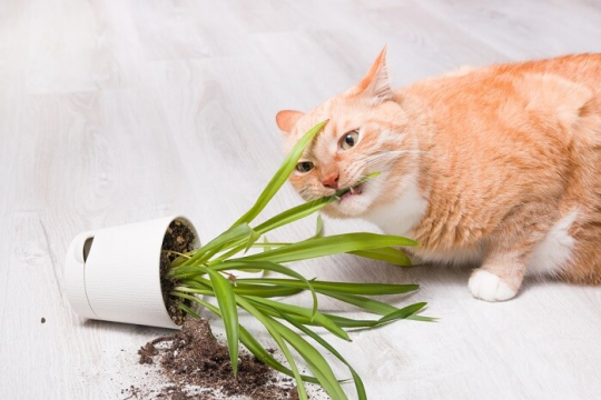 Pica in Cats: Causes, Symptoms, & Treatment