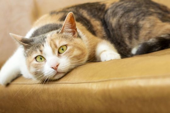 101 Most Popular Calico Cat Names