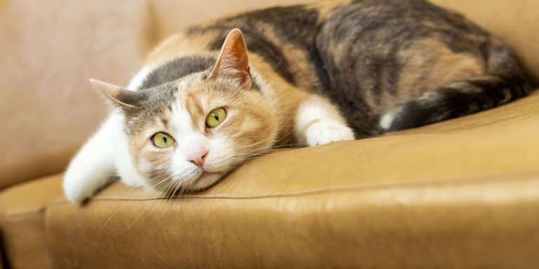 101 Most Popular Calico Cat Names