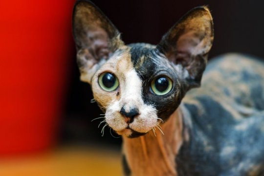 Can Cats Have Heart Attacks?