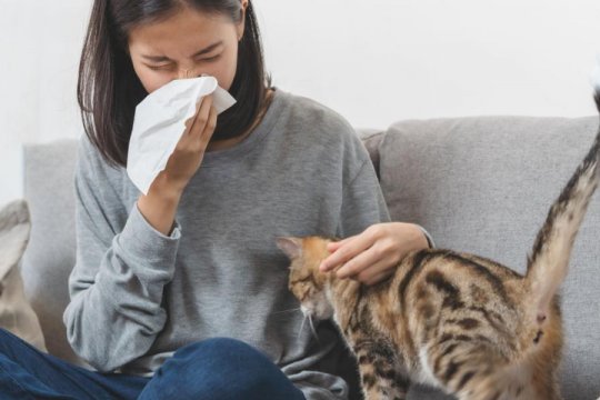 The 5 Best Medication for Cat Allergies