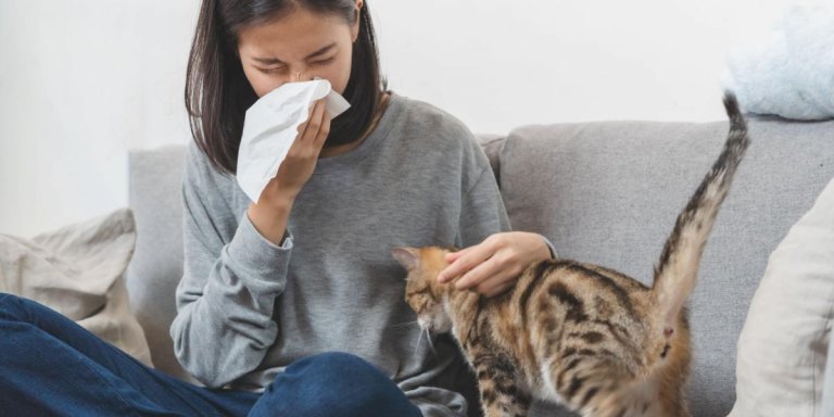 The 5 Best Medication for Cat Allergies