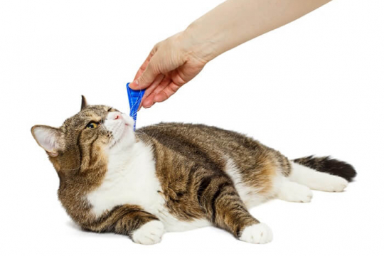 Advantage II for Cats: Dosage, Safety & Side Effects