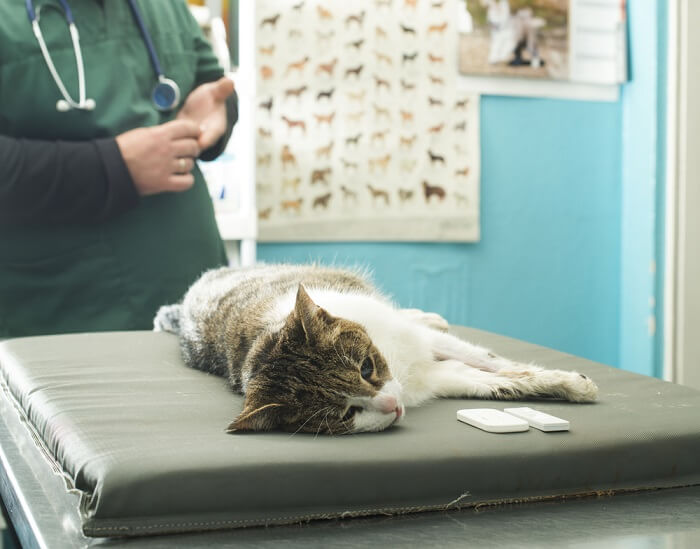 Image depicting the process of analyzing a cat's blood test results.