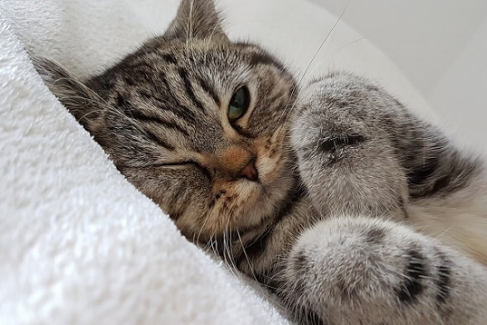Corneal Ulcers in Cats: Causes, Symptoms & Treatment