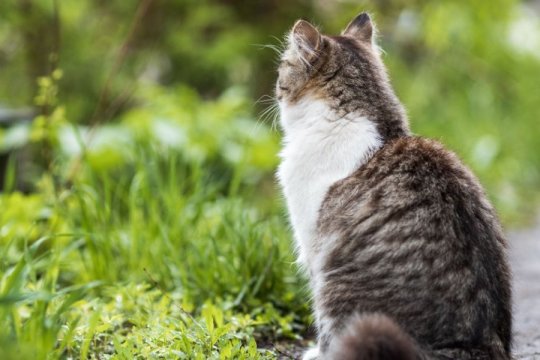 Osteoarthritis in Cats: Causes, Symptoms, & Treatment​