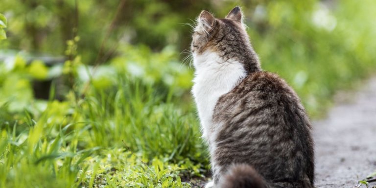Osteoarthritis in Cats: Causes, Symptoms, & Treatment​