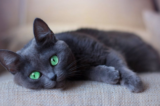 155 Amazing Names For Cats With Green Eyes